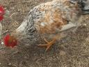 Eladó 7 hónapos kakasok háztáji tartásból