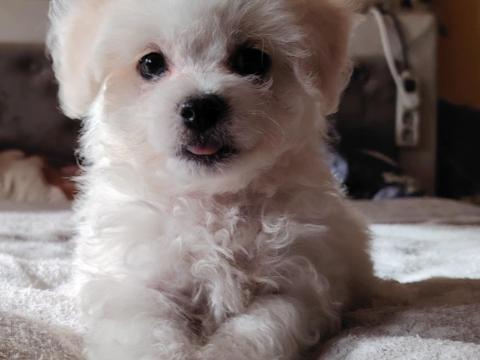 Bolognese kiskutya új családját keresi Bolognese kiskutya új családját keresi