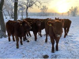 Angus pedigrés üszők eladók
