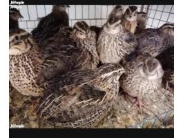 Gazdasági fürj tojó eladó