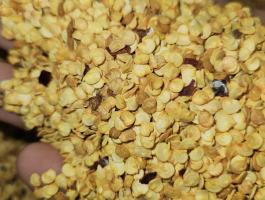 Fűszerpaprika vetőmag!