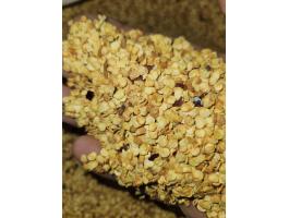 Fűszerpaprika vetőmag!