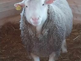 Eladó Il de France törzskönyves kos