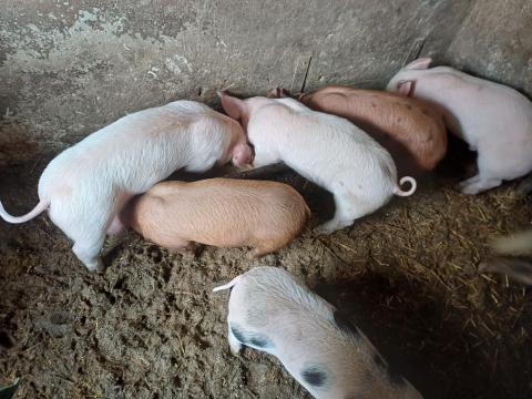 Választási malacok eladók Választási malacok eladók