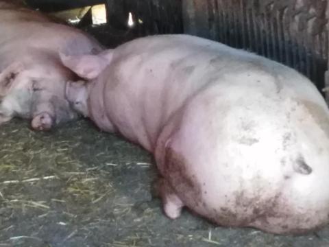 Hízósertés eladó Hízósertés eladó