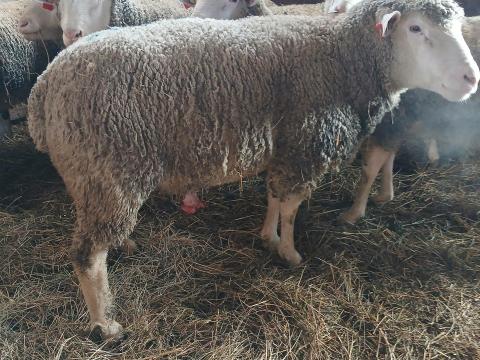 Eladó Ile de France törzskos Eladó Ile de France törzskos