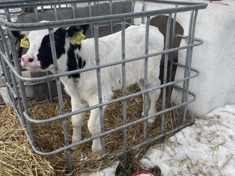 Bika borjú eladó Bika borjú eladó