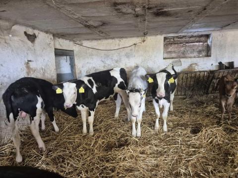 HF Bika borjak eladoak HF Bika borjak eladoak