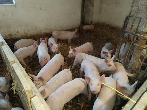 Választási malac Választási malac