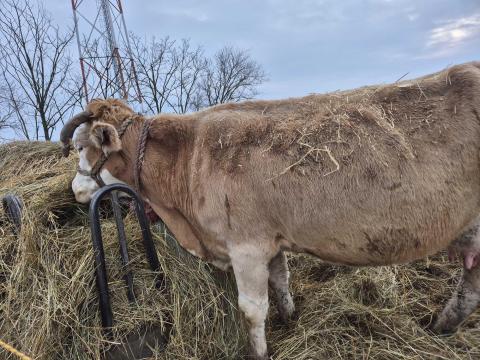 Tehenek eladoak Tehenek eladoak