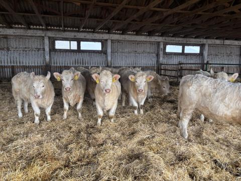Eladó 1 éves törzskönyves charolais üszők Eladó 1 éves törzskönyves charolais üszők