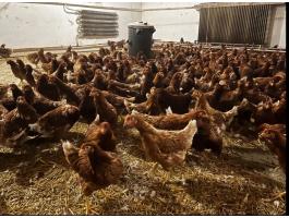 Jérce eladó baromfi, tyúk, csirke