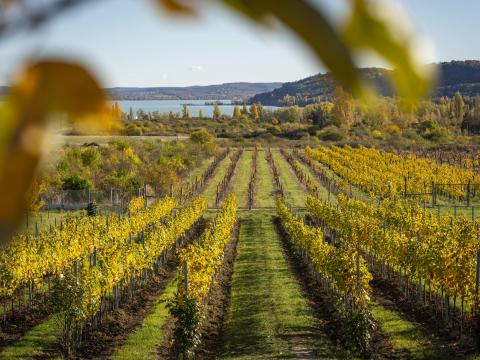 Szőlész-borász munkatársat keresünk Szőlész-borász munkatársat keresünk