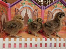 Fodros fogoly színű selyemcsibék eladók