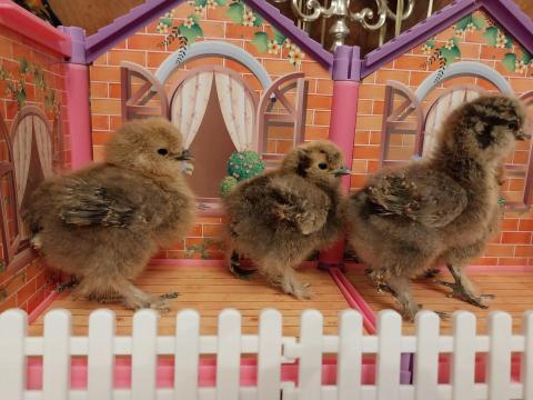 Fodros fogoly színű selyemcsibék eladók Fodros fogoly színű selyemcsibék eladók