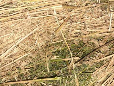 Körbálás lucerna eladó Körbálás lucerna eladó