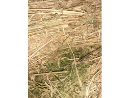 Körbálás lucerna eladó