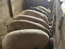 Eladó kis súlyú hízók