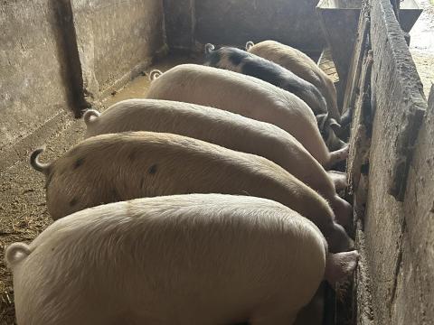 Eladó kis súlyú hízók Eladó kis súlyú hízók