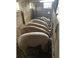 Eladó kis súlyú hízók