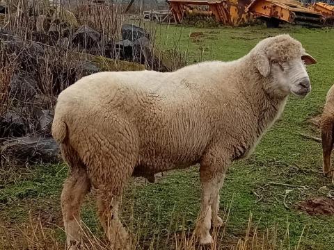 5 éves kosbárány eladó 5 éves kosbárány eladó