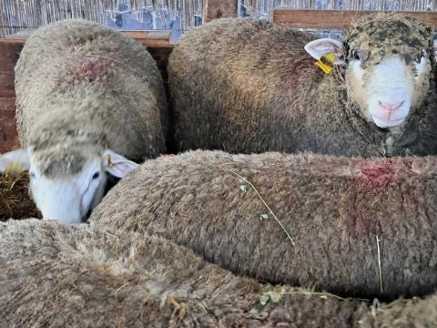Törzskosok eladók Törzskosok eladók