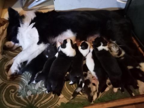 Border collie jellegű kiskutyák (kanok,  szukák)előjegyezhetőek,  örökbe fogadhatóak