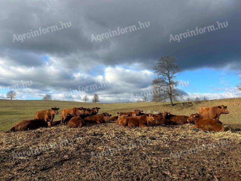 Vemhes Angus tehén eladó