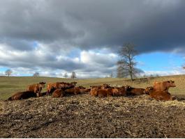 Vemhes Angus tehén eladó
