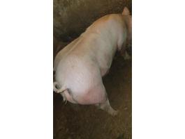 Eladó hízó és süldő