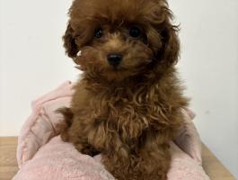 Red toy fajtiszta jellegű szuka uszkár