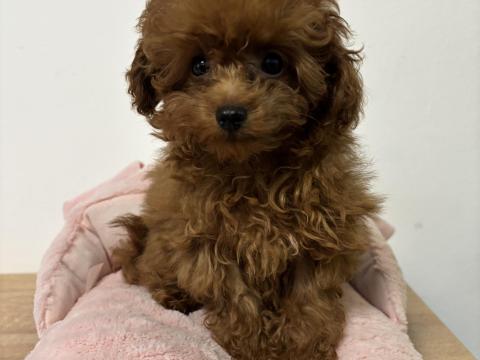 Red toy fajtiszta jellegű szuka uszkár