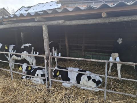 Eladó 5 db bika borjú