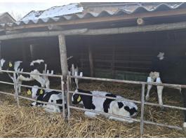 Eladó 5 db bika borjú