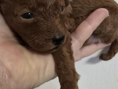 Red toy és törpe fajtiszta jellegű uszkár kiskutyák