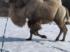 Teve trágya kapható