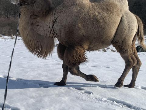 Teve trágya kapható Teve trágya kapható