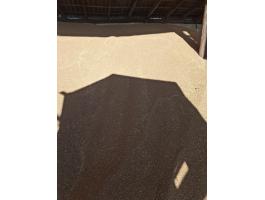 Takarmánybúza készleten elérhető, bálázó csere érdekel