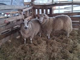 Eladó merinó birkák