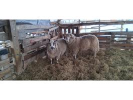 Eladó merinó birkák