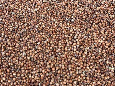 Vörös cirok Vörös cirok