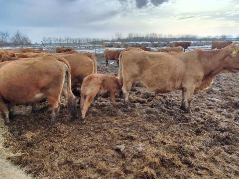 Választási limousin borjak eladók