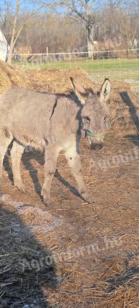Szamár csődör eladó Veszprémgalsa környékén