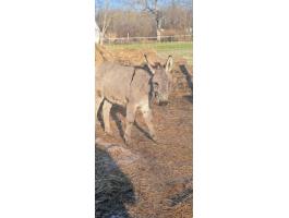 Szamár csődör eladó Veszprémgalsa környékén