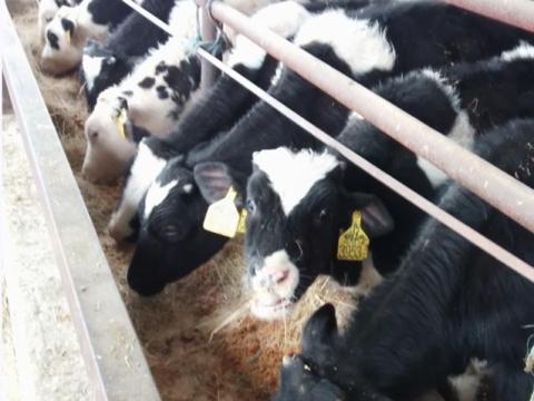 Holstein Fríz bikaborjak eladók Pest megyében Holstein Fríz bikaborjak eladók Pest megyében