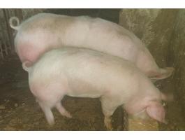 Eladó 130 kg-os hízó és süldő