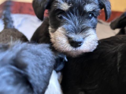 Törpe schnauzer kutya Törpe schnauzer kutya