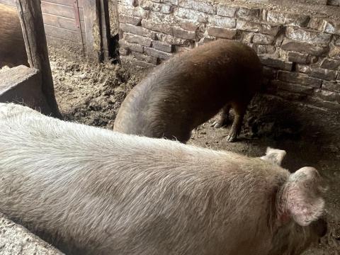 Eladó hízósertések