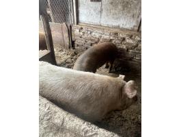 Eladó hízósertések