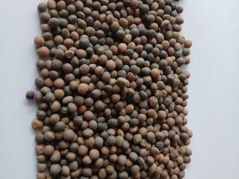 Tavaszi bükköny visszavetésre Tavaszi bükköny visszavetésre